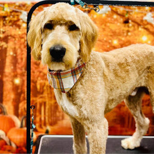 Meet your Posher, Susan